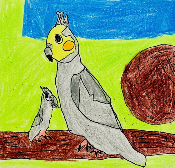 オカメインコ