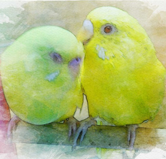 きなこ