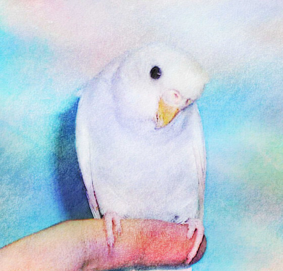 きなこ