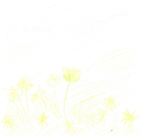 たんぽぽ