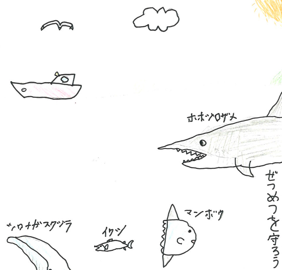 ジンベイザメ