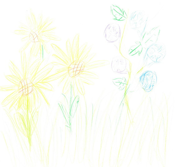 のこ